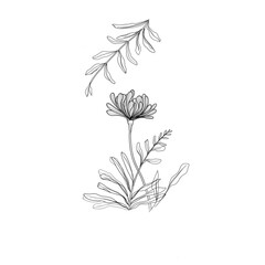 Floral illustration , garden flowers with leaves,  vintage illustration style design 