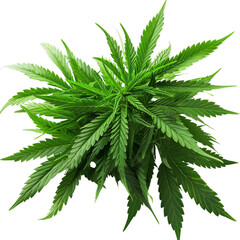 A Stack of Fresh Green Weed on a Clean White Table