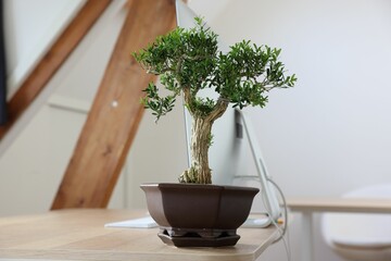 Beautiful bonsai tree in pot on wooden table indoors