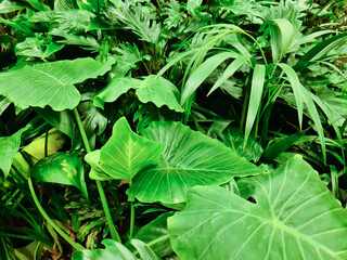 Large green leaves from tropical plants.