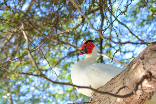 Bubali Bird Sanctuary - Aruba's wetland preserve. The Muscovy duck (Cairina moschata) perching on the tree. 