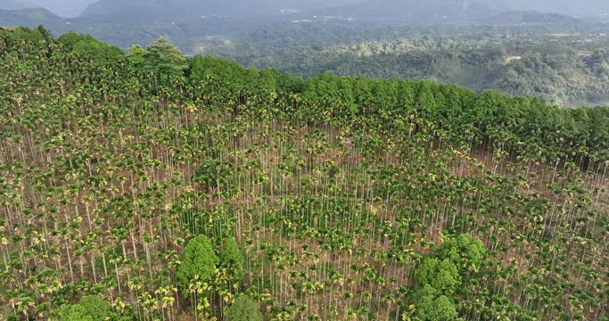 Drone fly over Areca catechu tree over the mountain in Taiwan