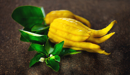 Buddha hand citrus fruit. Yellow Organic fingered citron, Buddha's Hand Citrus Fruit with Fingers,...