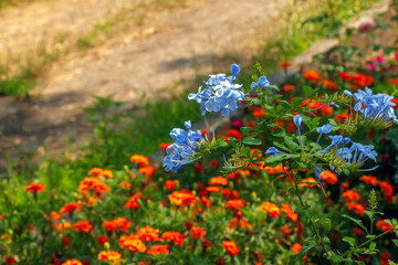 Plumbago blue flowering tropical plant, cape leadwort five petals flowers in bloom, green leaves