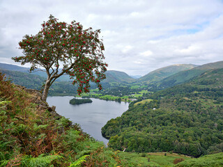 Fototapeta na wymiar Grasmere from Loughrigg Fell with Rowan Tree with berries in foreground, Lake District, UK