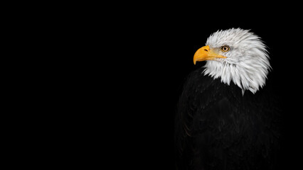 Profile of a Bald Eagle ( Haliaeetus leucocephalus )