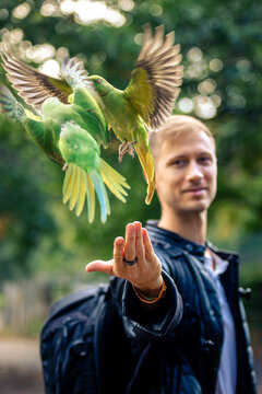 Man feeding a green parakeets on his hand in a natural background