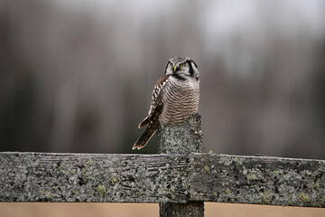 Rare Northern Hawk Owl from the Boreal forest sits perched on moss covered agriculture fence hunting for voles