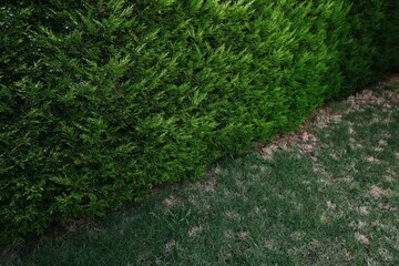 Green hedge fence with green grass floor