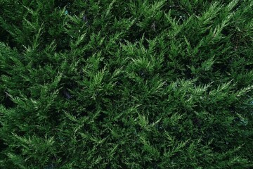 Green wall of plants, natural pattern. Abstract background for design. Landscaping