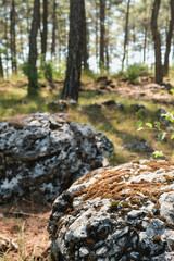 Beautiful forest background with sun rays. Natural scene. The stones are covered with moss