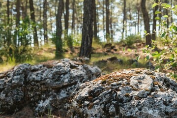 Beautiful forest background with sun rays. Natural scene. The stones are covered with moss
