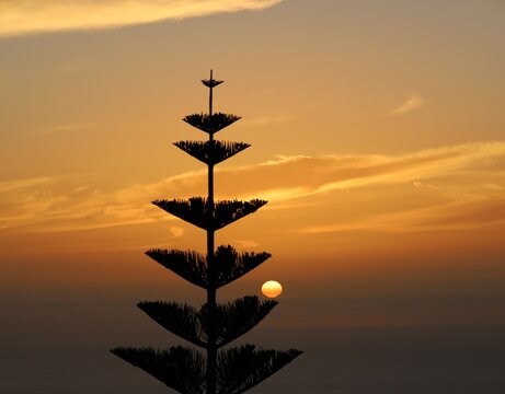 Sunset over the ocean with silhuette of Norfolk Island pine tree