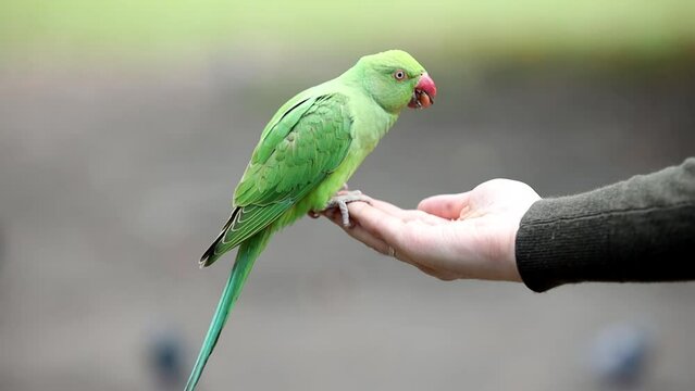 Friendly Green Parakeet eating from person hand in park of London