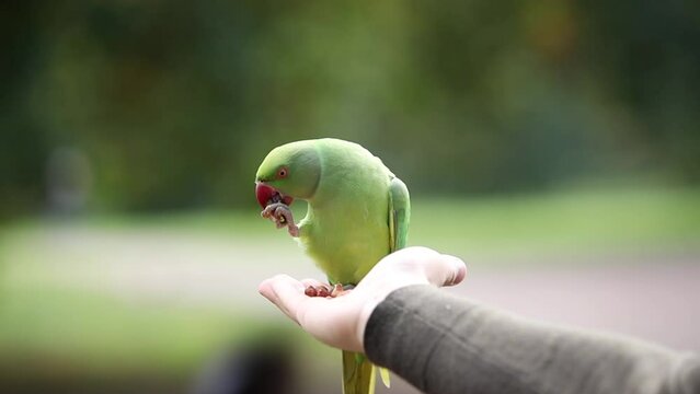 Friendly Green Parakeet eating from person hand in park of London