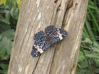 A beautiful blue butterfly with white spots perched on a tree trunk