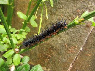 A beautiful caterpillar with blue spines on a leaf