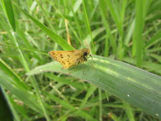 A small yellow butterfly sitting on the grass