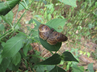 A small brown butterfly sitting on a leaf in the forest