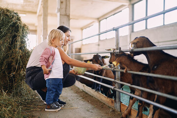 Little girl looks at her mother feeding cabbages to goatlings in a paddock on a farm - obrazy, fototapety, plakaty
