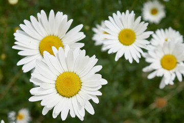 daisies