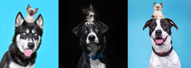 cute dogs with kittens on an isolated background