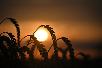 Sonnenuntergang im Getreidefeld