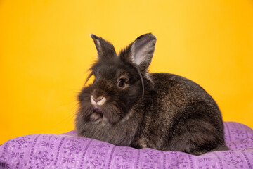 studio shot of a cute bunny rabbit on an isolated background