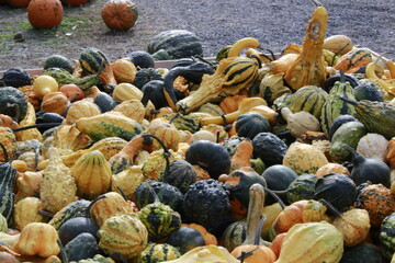 Pumpkins and gourds