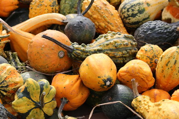 Pumpkins and Gourds close-up