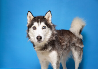 studio shot of a cute dog on an isolated background