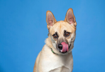 studio shot of a cute dog on an isolated background