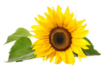 Obraz premium sunflower isolated on white background