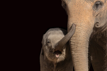 Elefantenbaby vor dunklem Hintergrund - obrazy, fototapety, plakaty