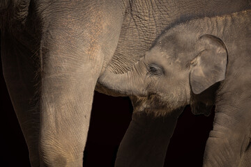 Elefantenbaby vor dunklem Hintergrund - obrazy, fototapety, plakaty