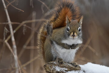 La Plaine 6 Janvier 2024