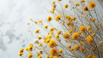 Dried yellow flower tansy over pastel blue background with trendy shadow and sunlight. Minimal summer template with copy space. Flat lay, top view.