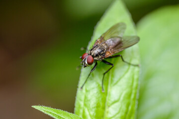 Tiny Wonders: Macro Shot of a Fly Resting on a Lush Green Leaf