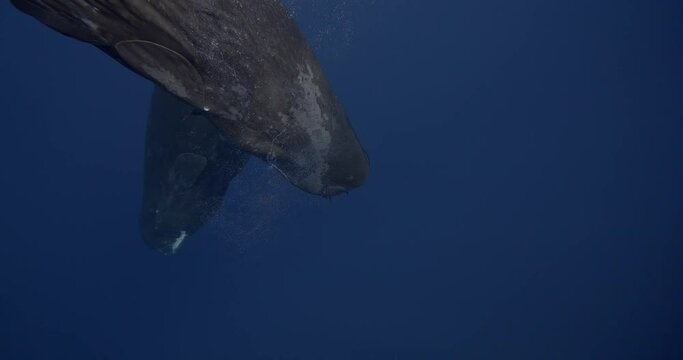 A remarkable display of sperm whales defecation socializing in a vertical stance with open mouths, showcasing intricate social dynamics of these majestic marine beings. unique sperm whale interaction