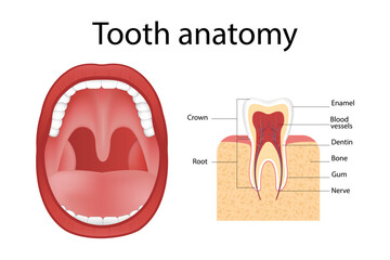 Dental implant. Realistic implant structure, graphic models of the crown. Screw prosthesis, orthodontic dental implantation