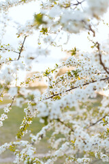 Blossom in spring