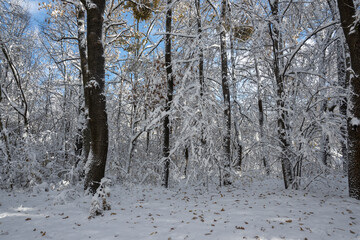 Winter Landscape of South Park in city of Sofia, Bulgaria