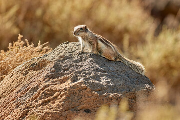 Barbary ground squirrel, Atlantoxerus getulus, small rodent in native environment of rocky desert of Fuerteventura, Canary islands.