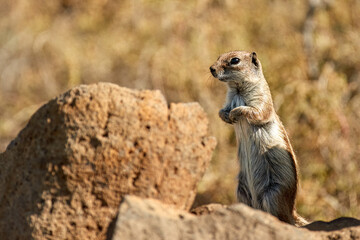 Barbary ground squirrel, Atlantoxerus getulus, close-up, small rodent ,  erected on hind legs, watching its surroundings, rocky semi-desert. Barbary Coast of Western Sahara, Morocco and Algeria