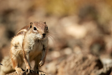 Barbary ground squirrel, Atlantoxerus getulus, close-up, small rodent ,  erected on hind legs, watching its surroundings, rocky semi-desert. Barbary Coast of Western Sahara, Morocco and Algeria