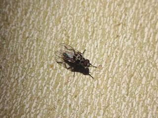 Rain fly (Anthomyia pluvialis), male resting on the trunk of a plane tree