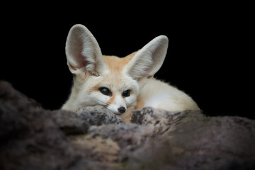 Isolated on black background:  Fennec fox, Vulpes zerda,  the smallest fox native to the deserts of North Africa. Direct eye contact, large ears, rocky desert. Sahara, Algeria