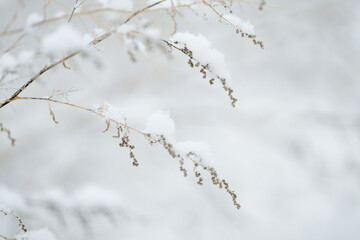 雪の積もった枯れ草