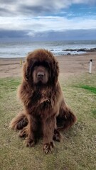 Fototapeta premium Um lindo cachorro na praia