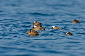 Sleeping White-headed Ducks (Oxyura leucocephala) in Lake Burdur